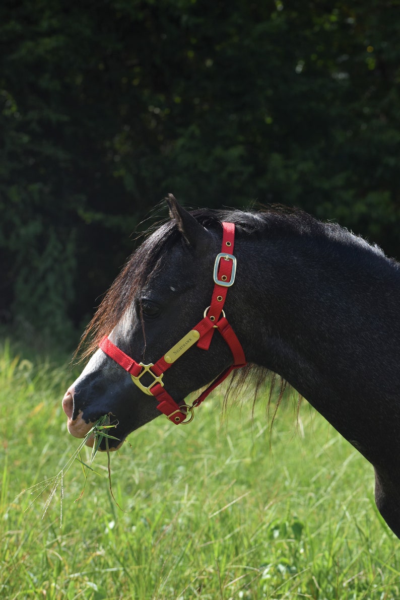 Premium Amish Made Nylon Miniature & Pony Halter with Two Brass Tags